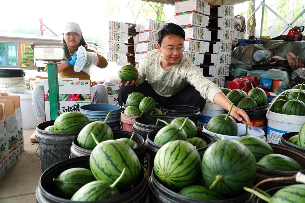 [사진] 먹음직한 수박 선별∙포장하는 中 재배 농가